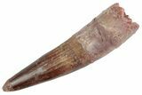 Fossil Spinosaurus Tooth - Restored Tip #368008-1